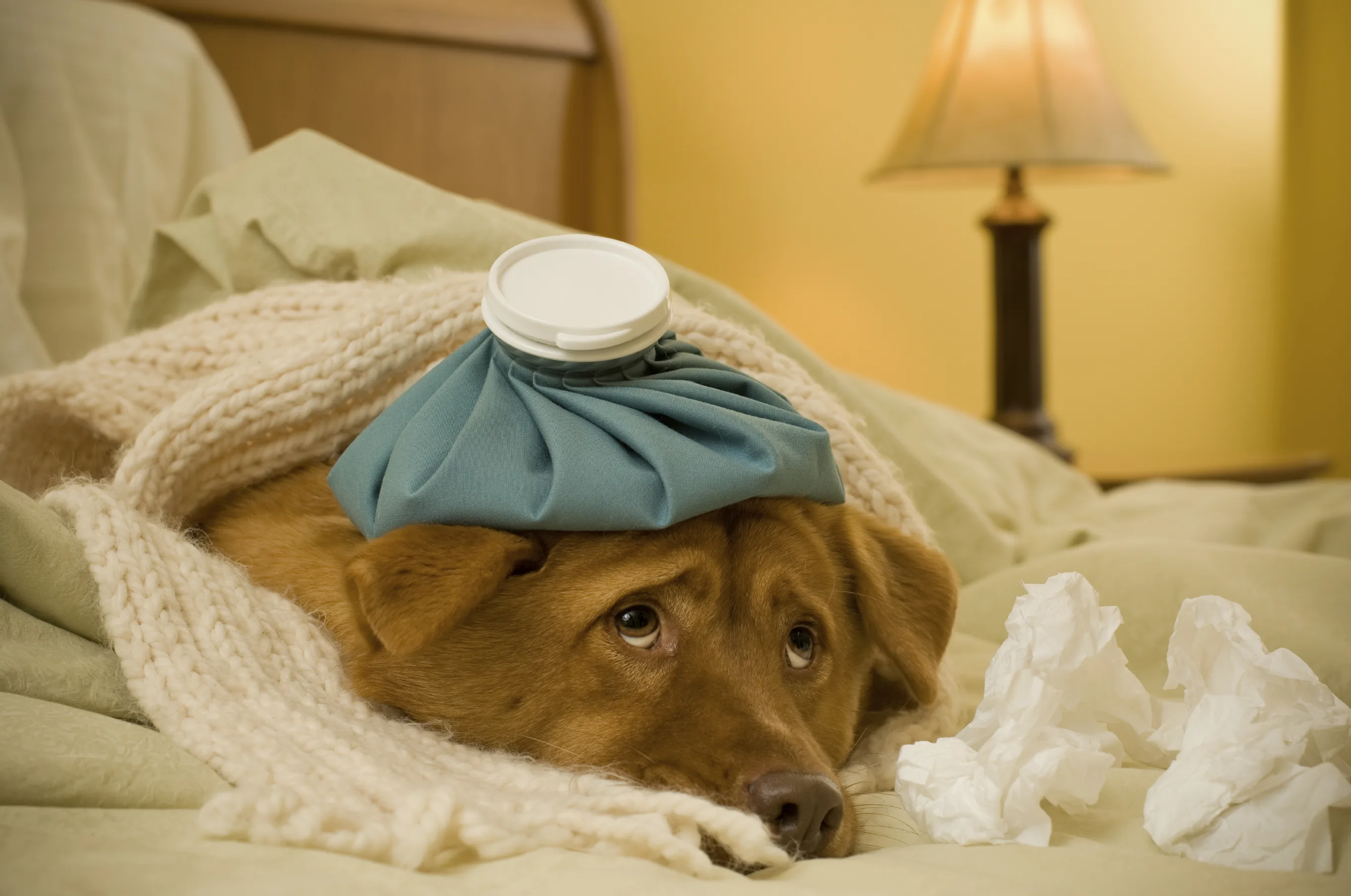 A Dog Owner S Guide To Canine Influenza The Dog Flu Oakland Vet Referral Service Blog Ovrs