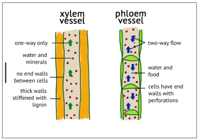 A Draw A Labelled Diagram Of I A Xylem Vessel And Ii