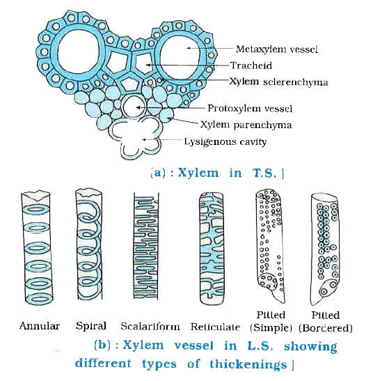 A Draw A Labelled Diagram Of I A Xylem Vessel And Ii