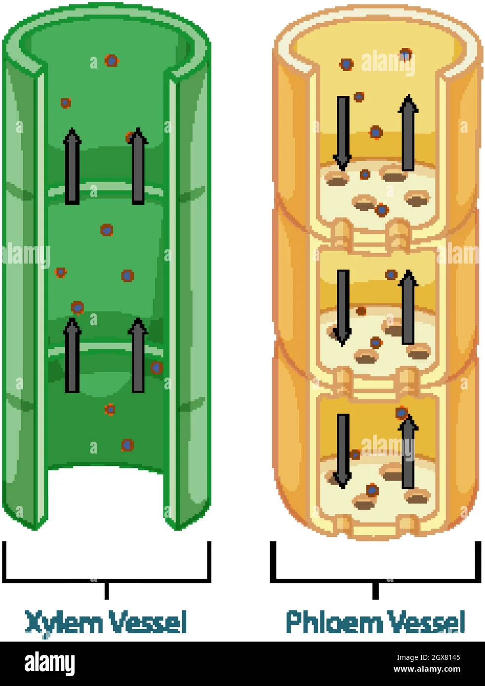 A Draw A Labelled Diagram Of I A Xylem Vessel And Ii