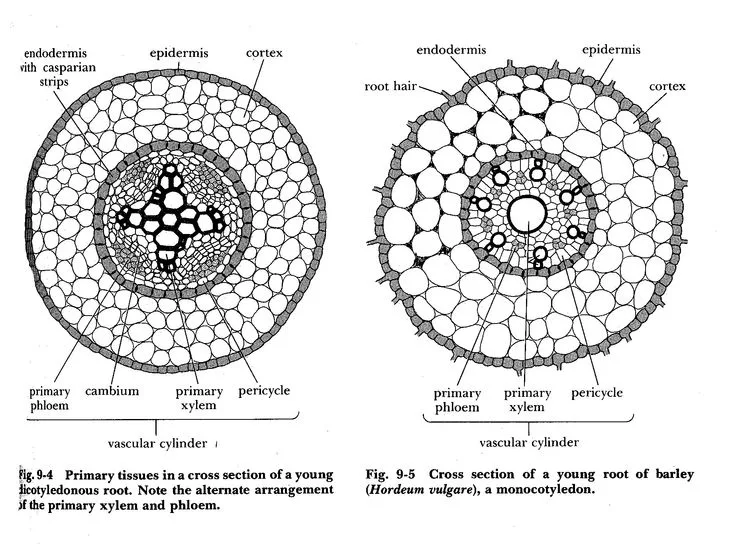 A Draw A Labelled Diagram Of I A Xylem Vessel And Ii