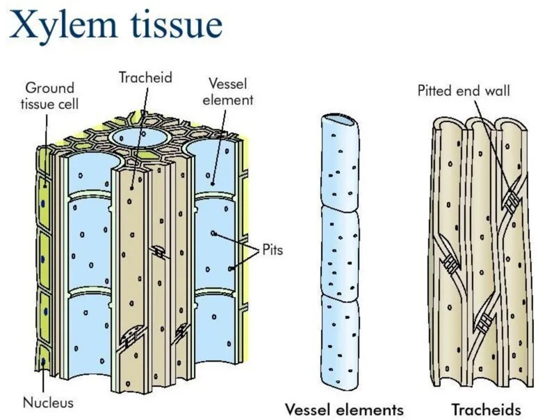 A Draw A Labelled Diagram Of I A Xylem Vessel And Ii