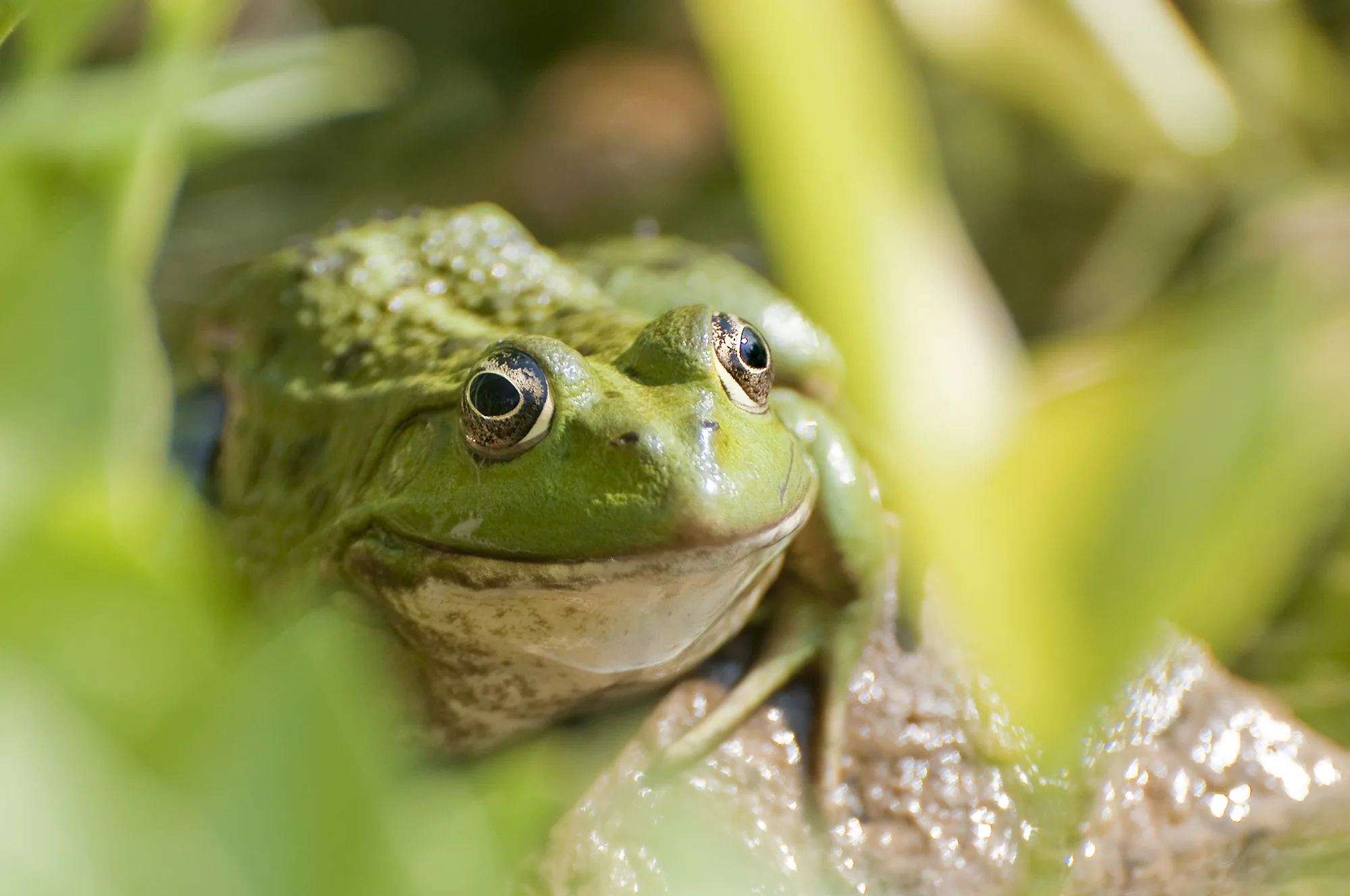 A Frog Katy Snyder