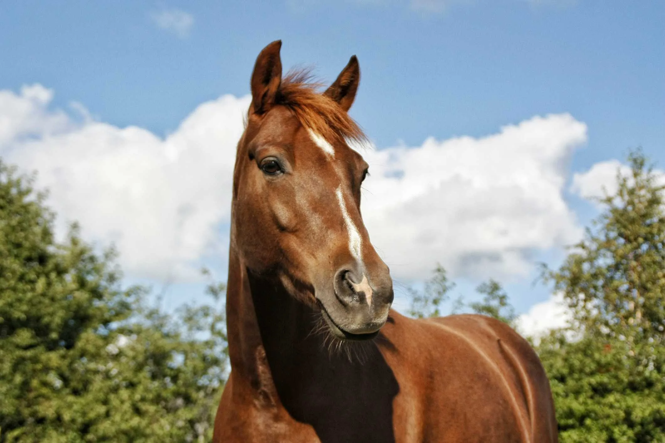 A Guide To Getting Your Own Horse