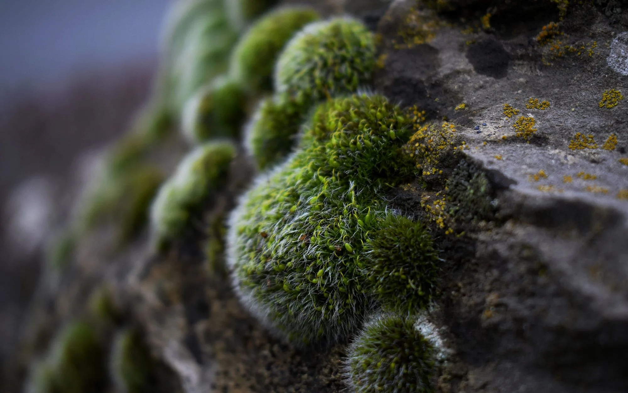 A History Of Botany And Colonialism Touched Off By A Moss Bed Aeon Essays
