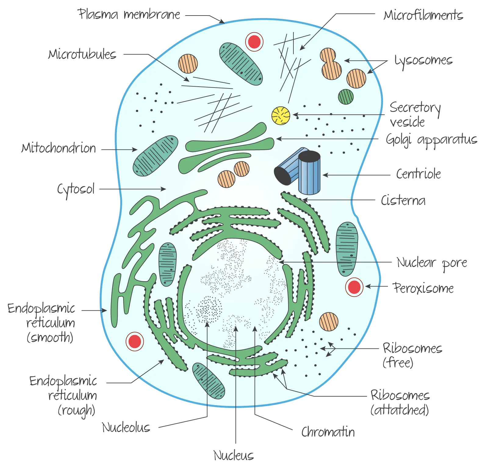 A Level Biology Cell Structure Diagram Cell Structure Biolog