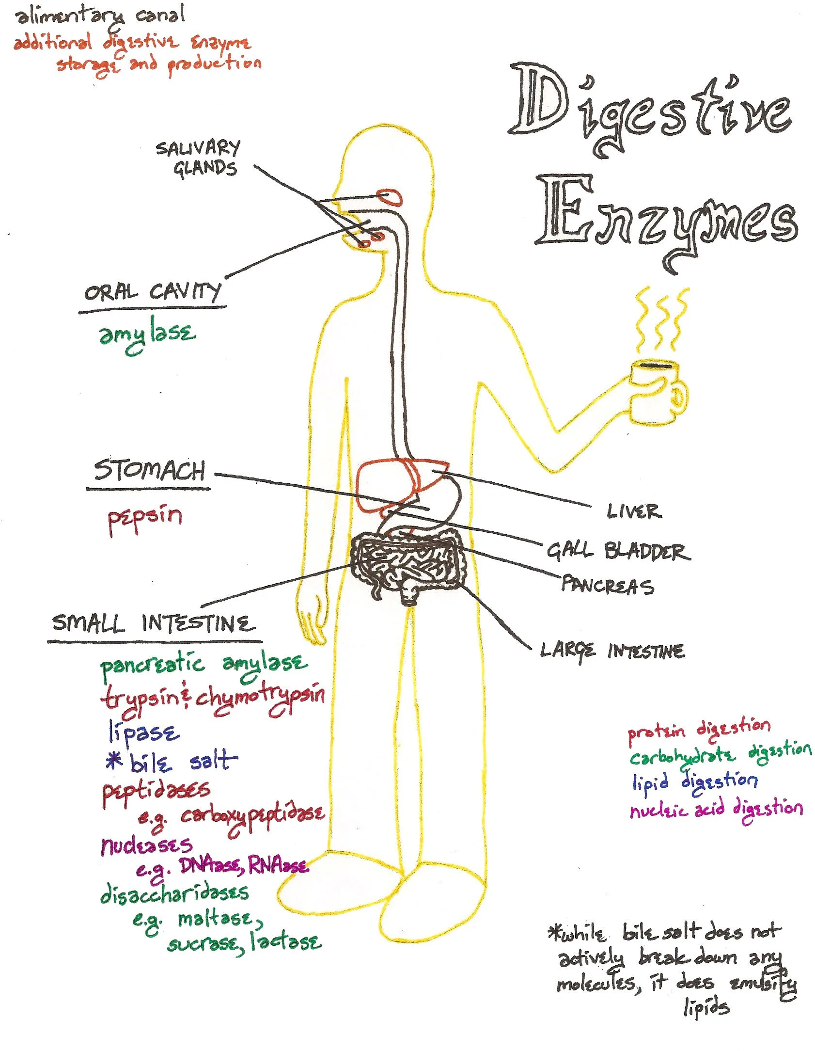 A Quick University Level Diagram Of The Basic Digestive Enzymes Their Function And Where They