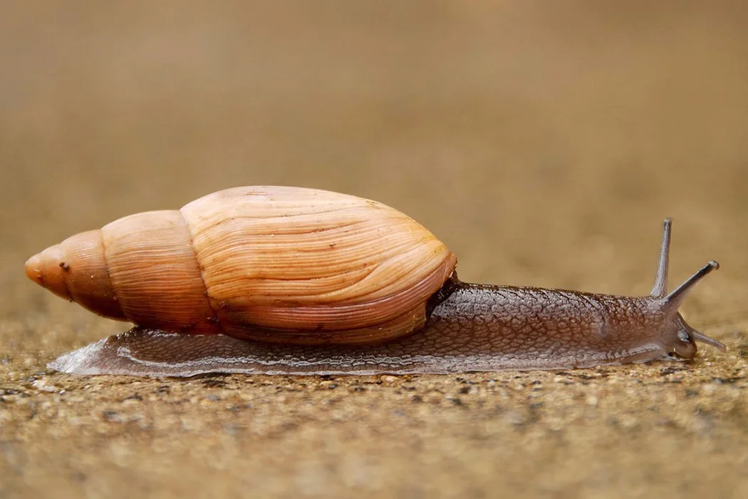 A Slimy Story Snail Mucus Jstor Daily