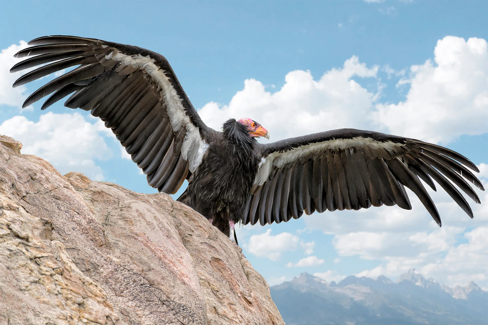 A Tale Of Two Condors Andean And California Condors