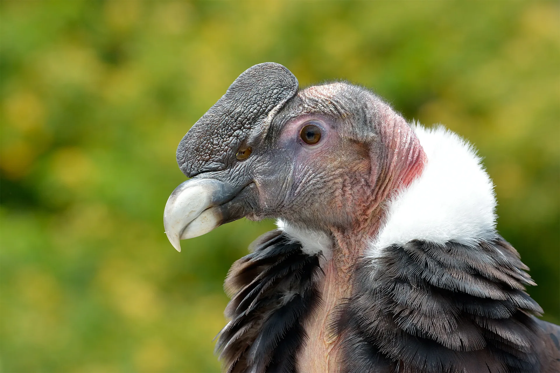 A Tale Of Two Condors Andean And California Condors