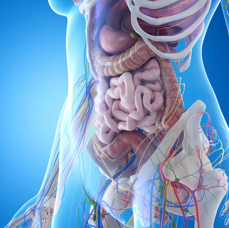 Abdominal Organ Anatomy