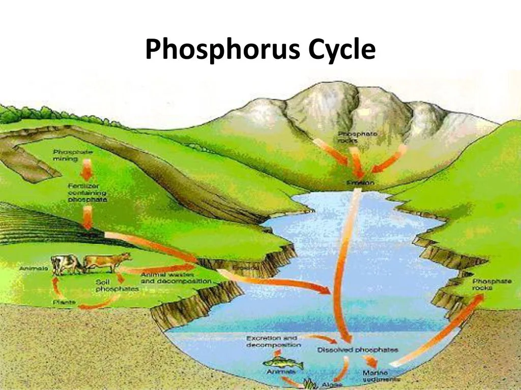 Absorption By Plants In Phosphorus Cycle At Eduardo Cleary Blog