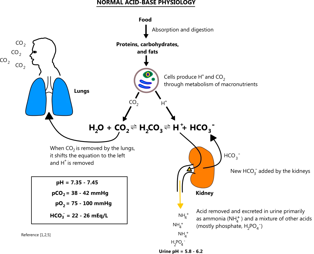 Acid Base Disorders