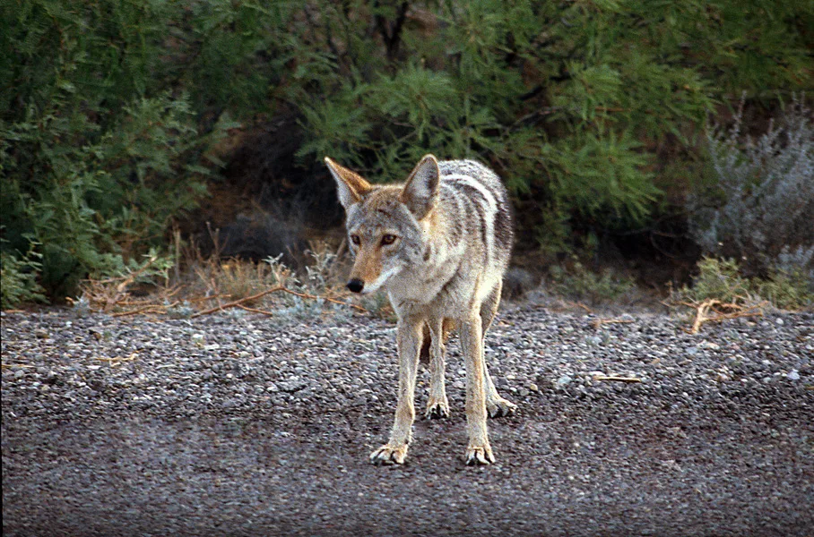 Adw Canis Latrans Pictures