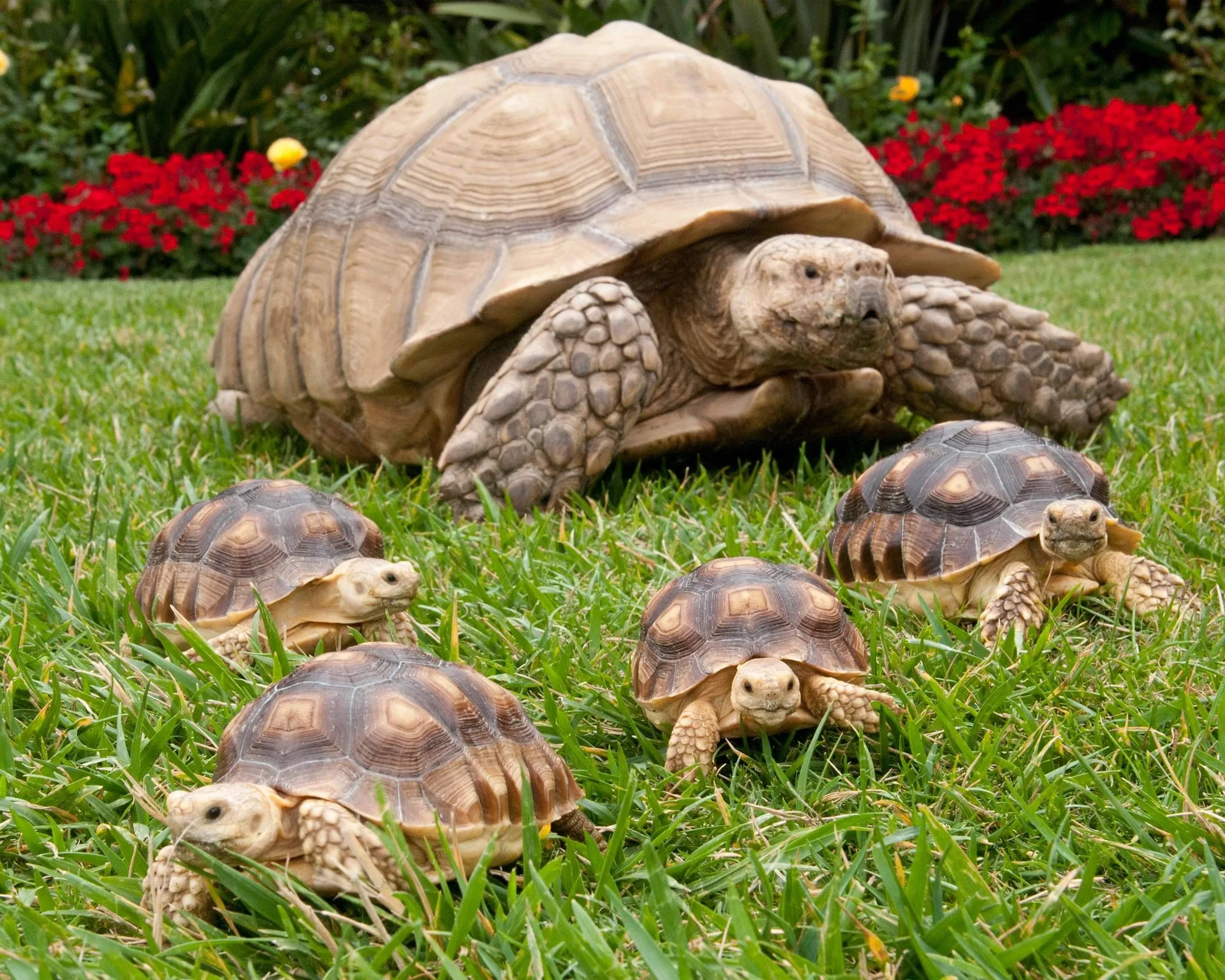 African Spurred Tortoise