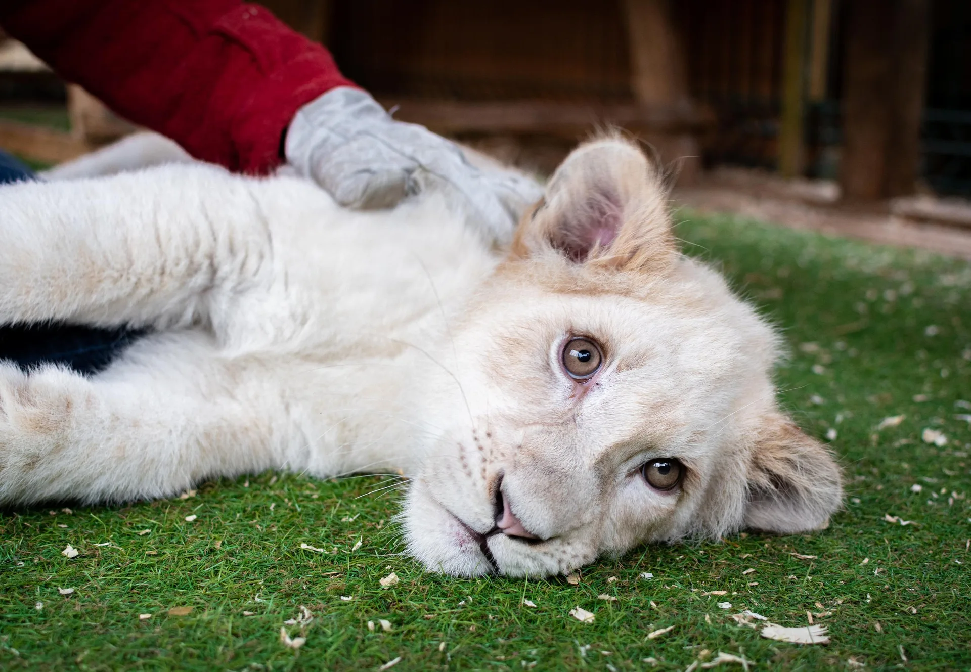 Alarming Welfare Concerns Found In Lion Cub Petting Study Four Paws In Us Global Animal