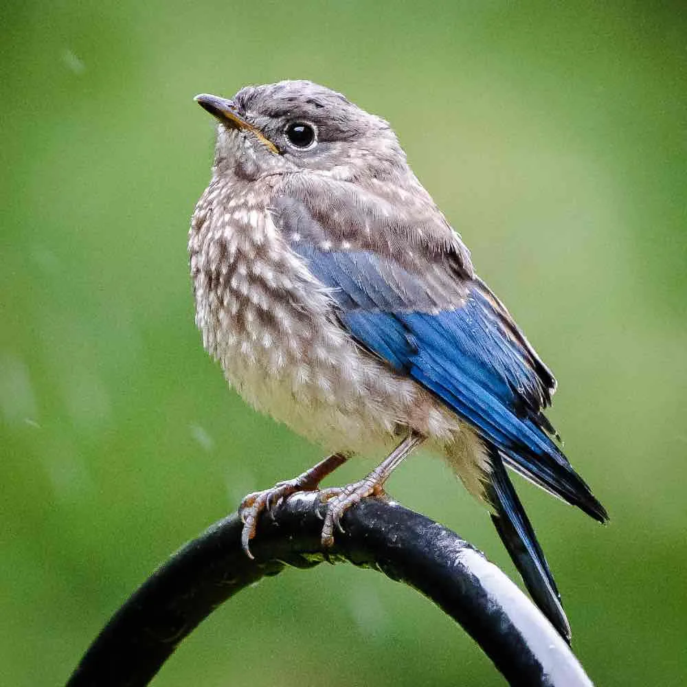 All About Baby Bluebirds From A To Z On The Feeder Rocket Site