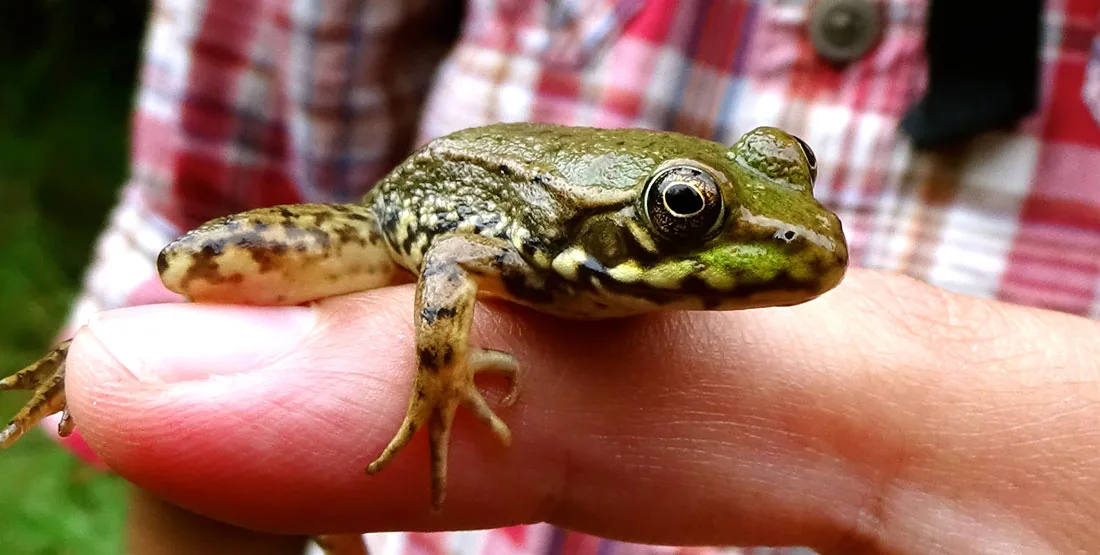 All About Frogs Burke Museum