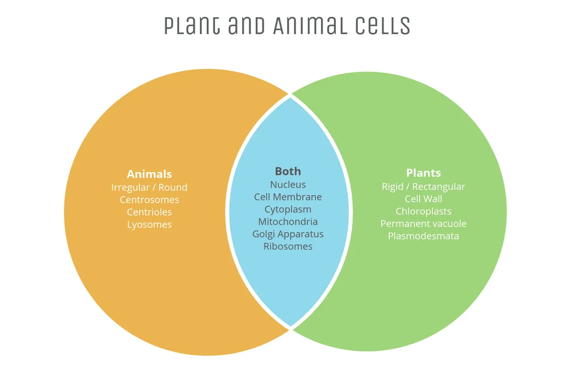All About The Venn Diagram Vizzlo