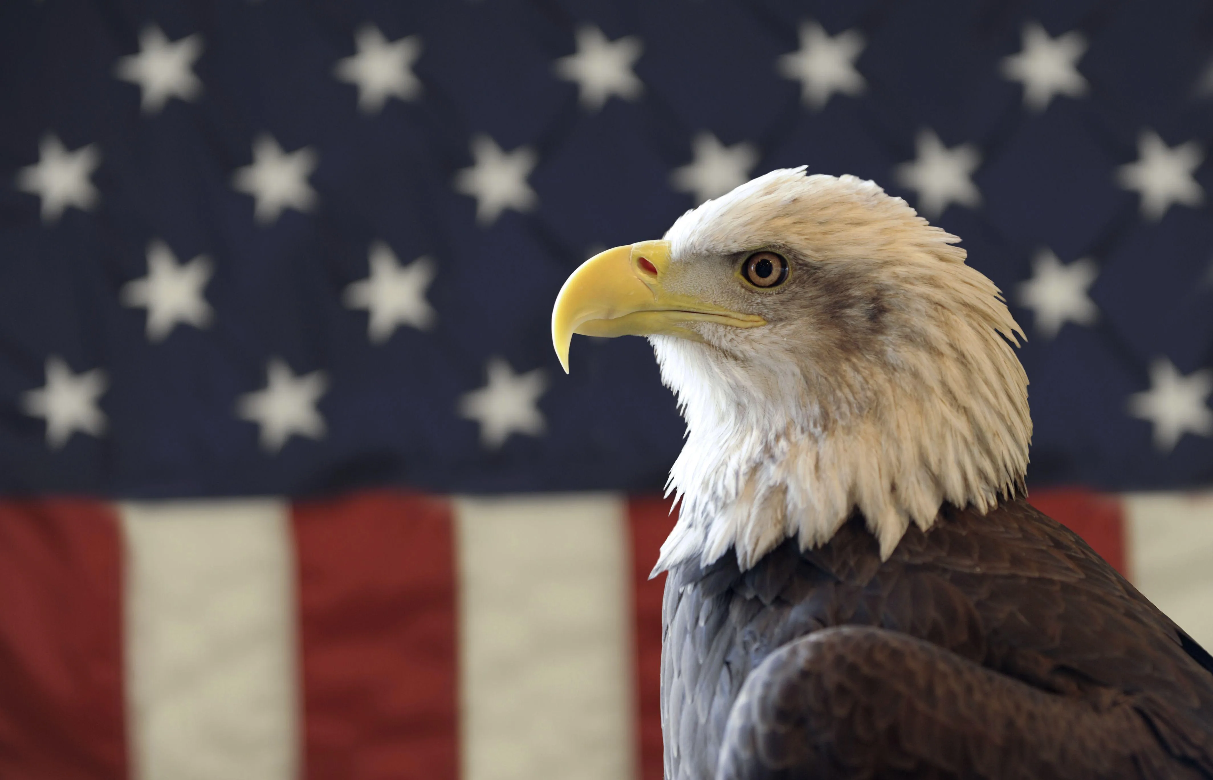 American Bald Eagle Pictures Wallpapers Top Free American Bald Eagle Pictures Backgrounds