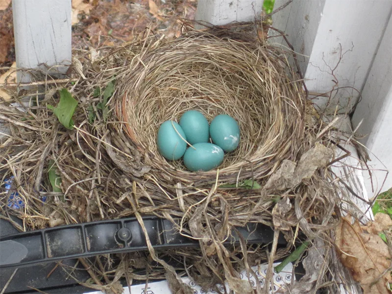 American Robin Nest