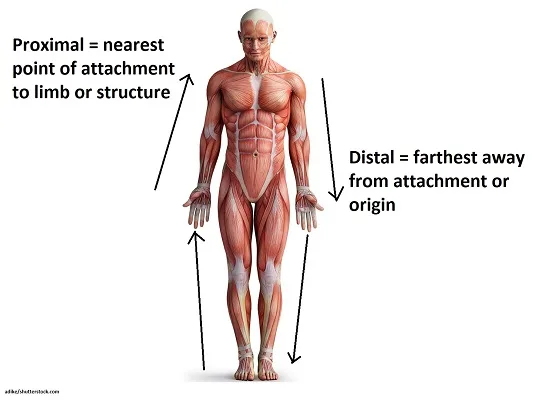 Anatomical Position And Directional Terms Anatomy And Physiology