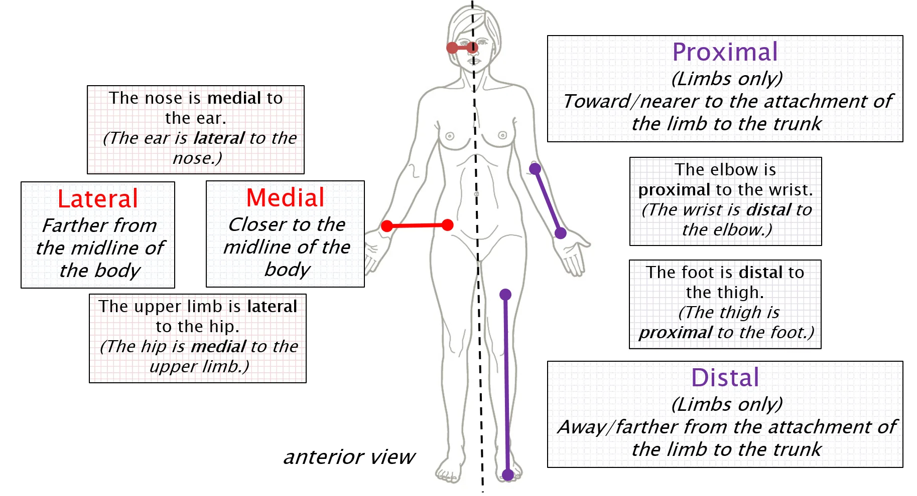 Anatomical Terminology Anatomy 622 Coursebook