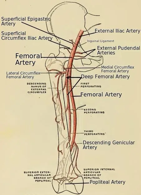 Anatomy Biology And Health Femoral Artery