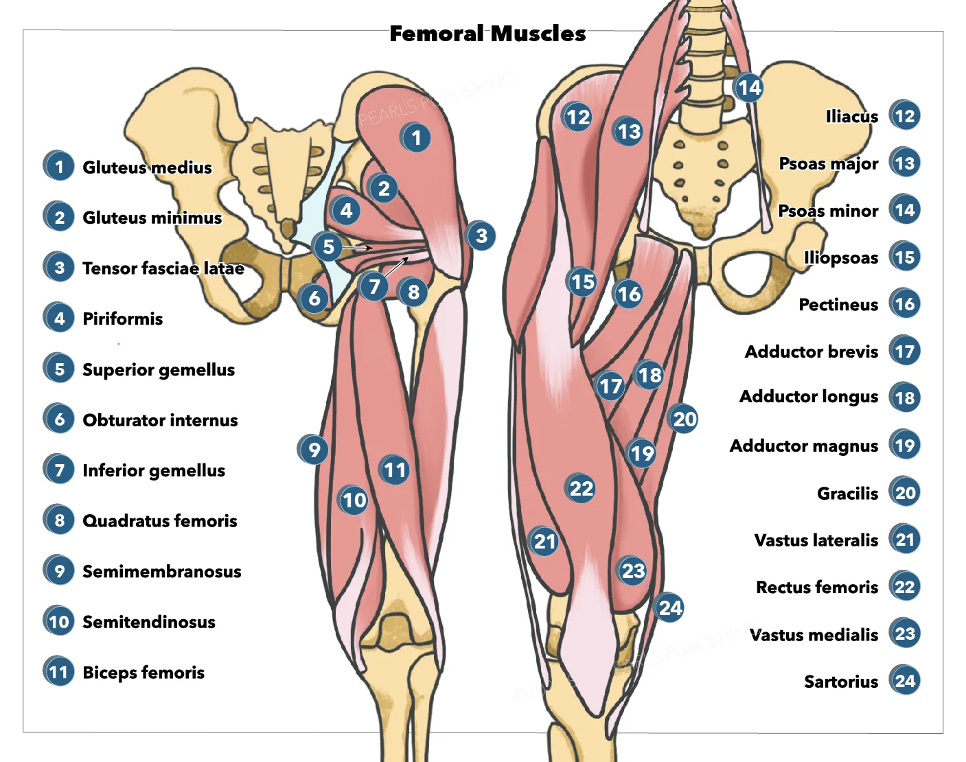 Anatomy Bony Pelvis And Lower Limb Femoral Muscles Article