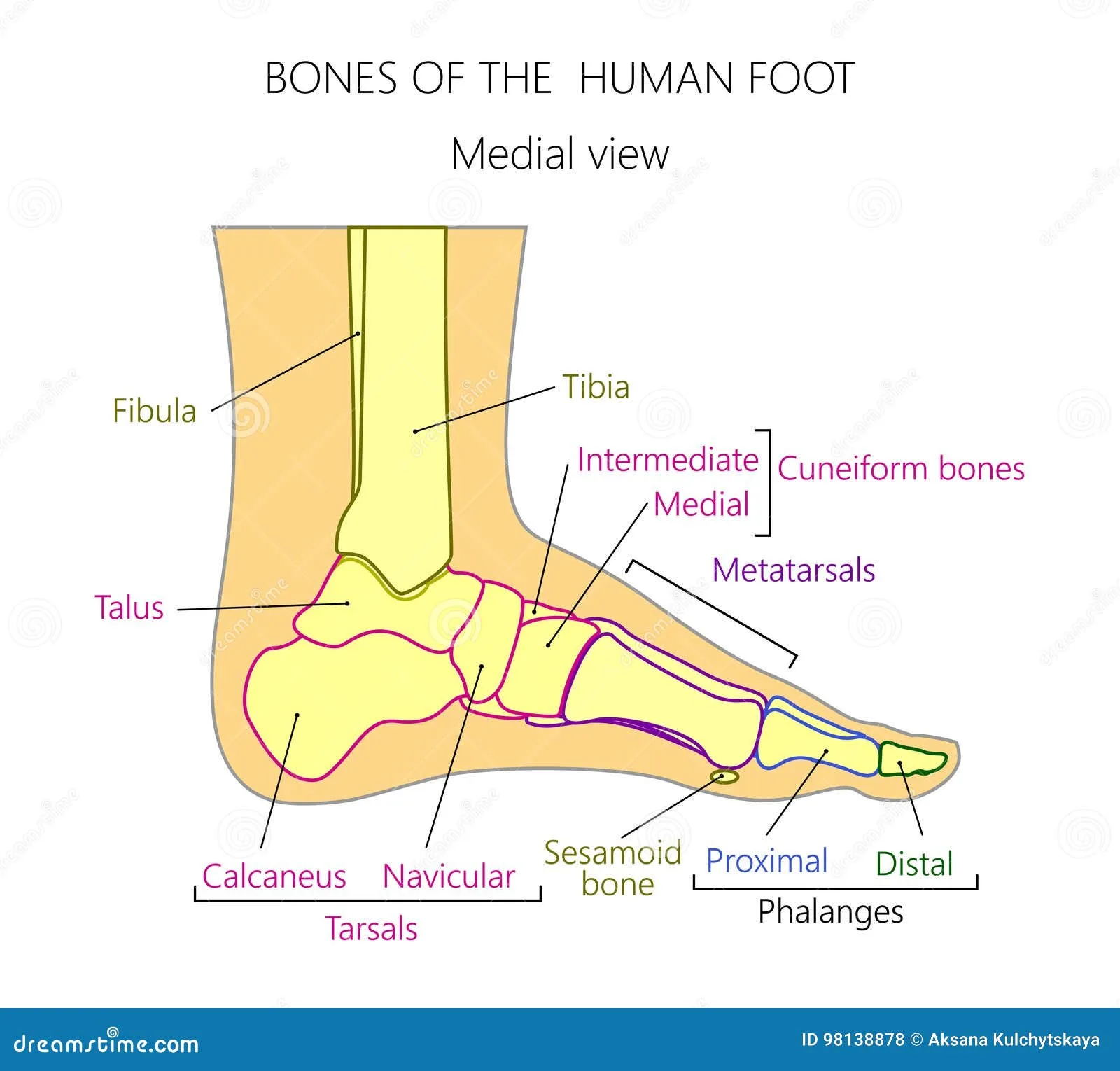 Anatomy Of Foot Bones
