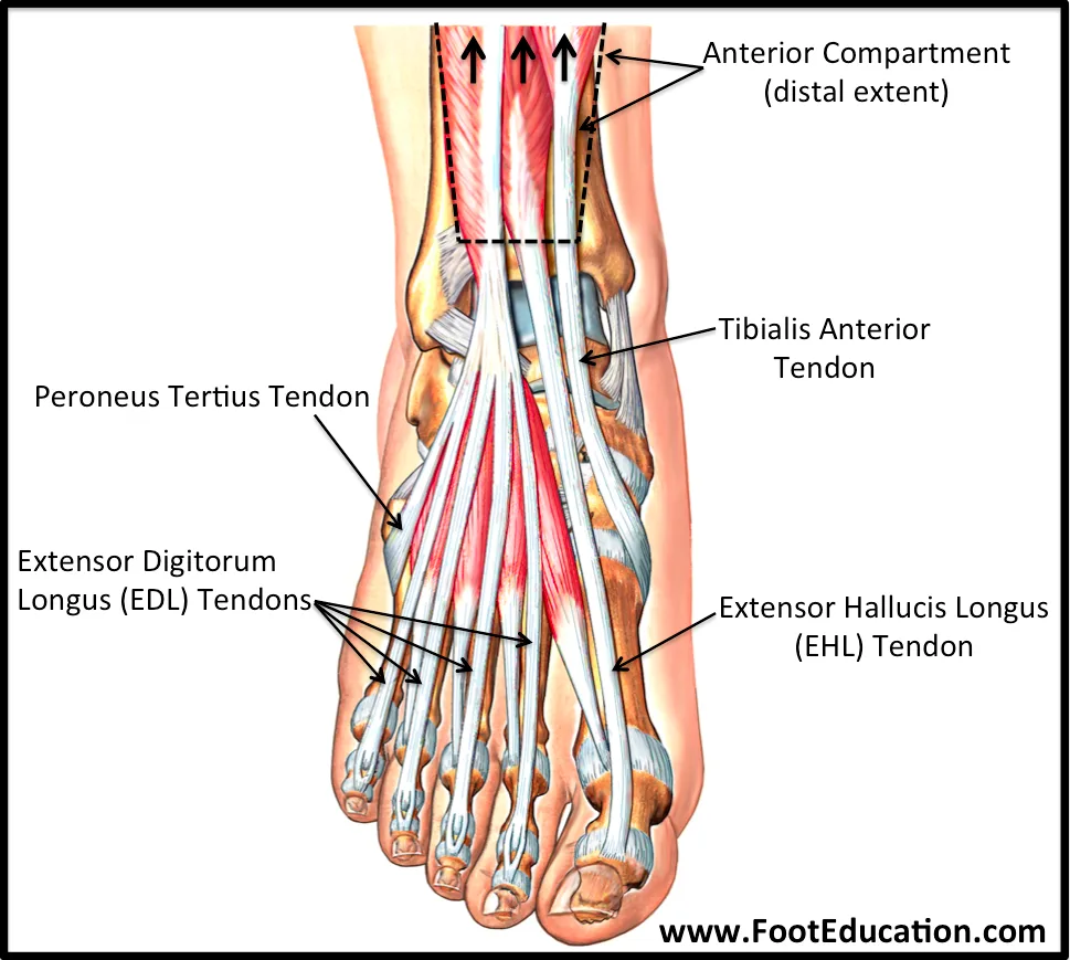 Anatomy Of The Foot And Ankle Orthopaedia Joints Of The Foot Femoral Nerve Soleus Muscle