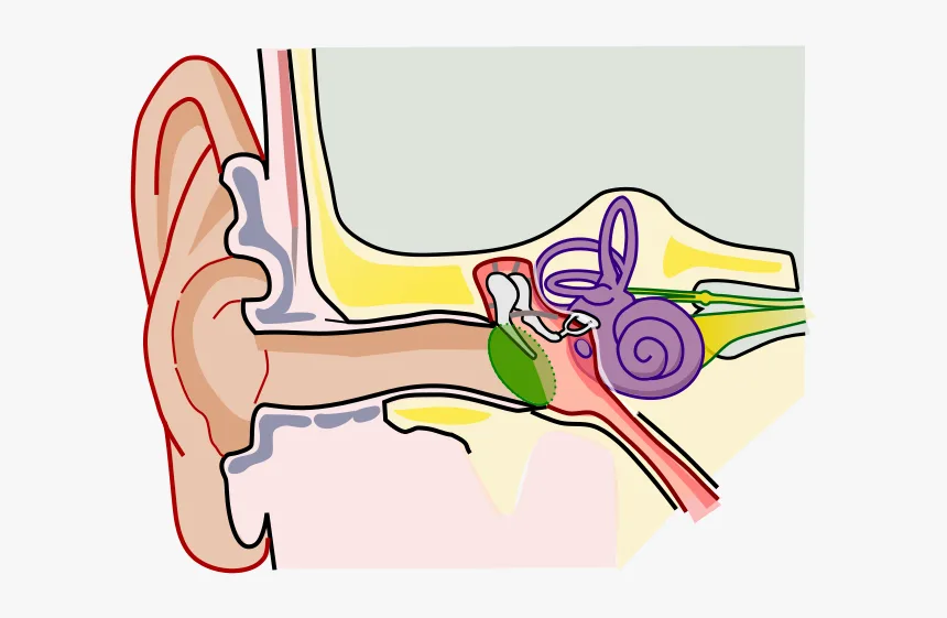 Anatomy Of The Human Ear Blank Ear Anatomy Hd Png Download Transparent Png Image Pngitem