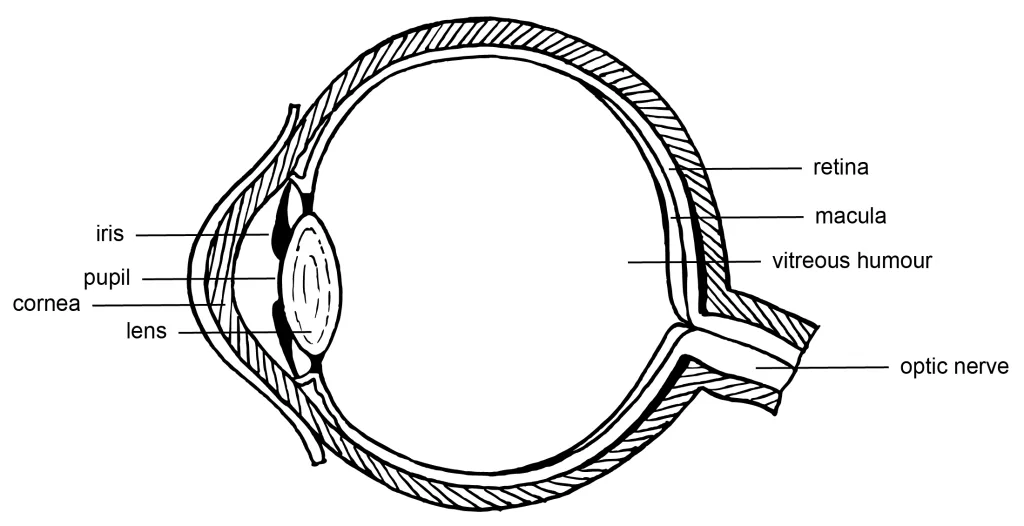 Anatomy Of The Human Eye Colour Theory Understanding And Working With Colour