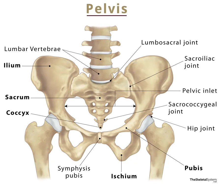 Anatomy Of The Pelvis Faqs
