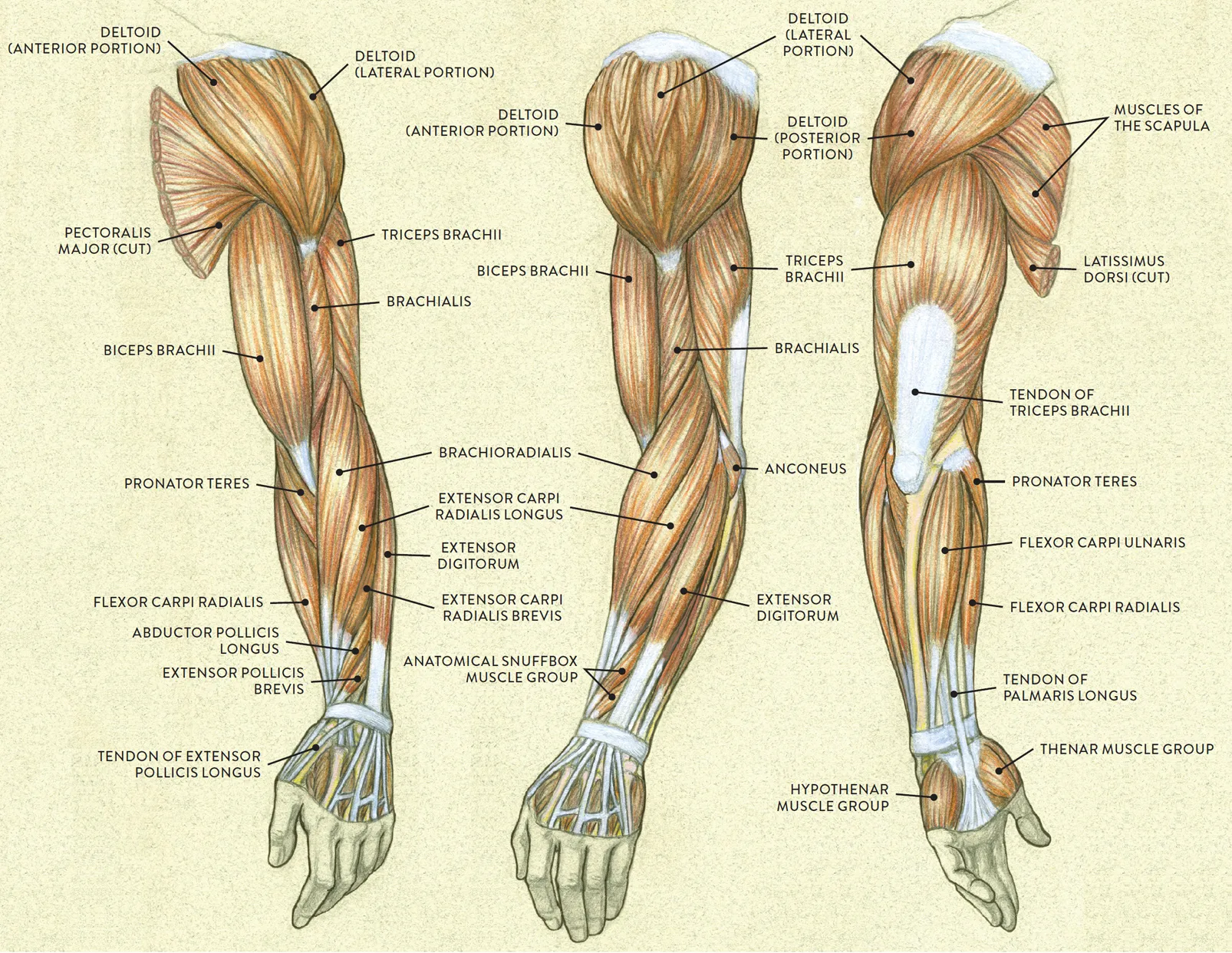 Anatomy Of The Upper Arm