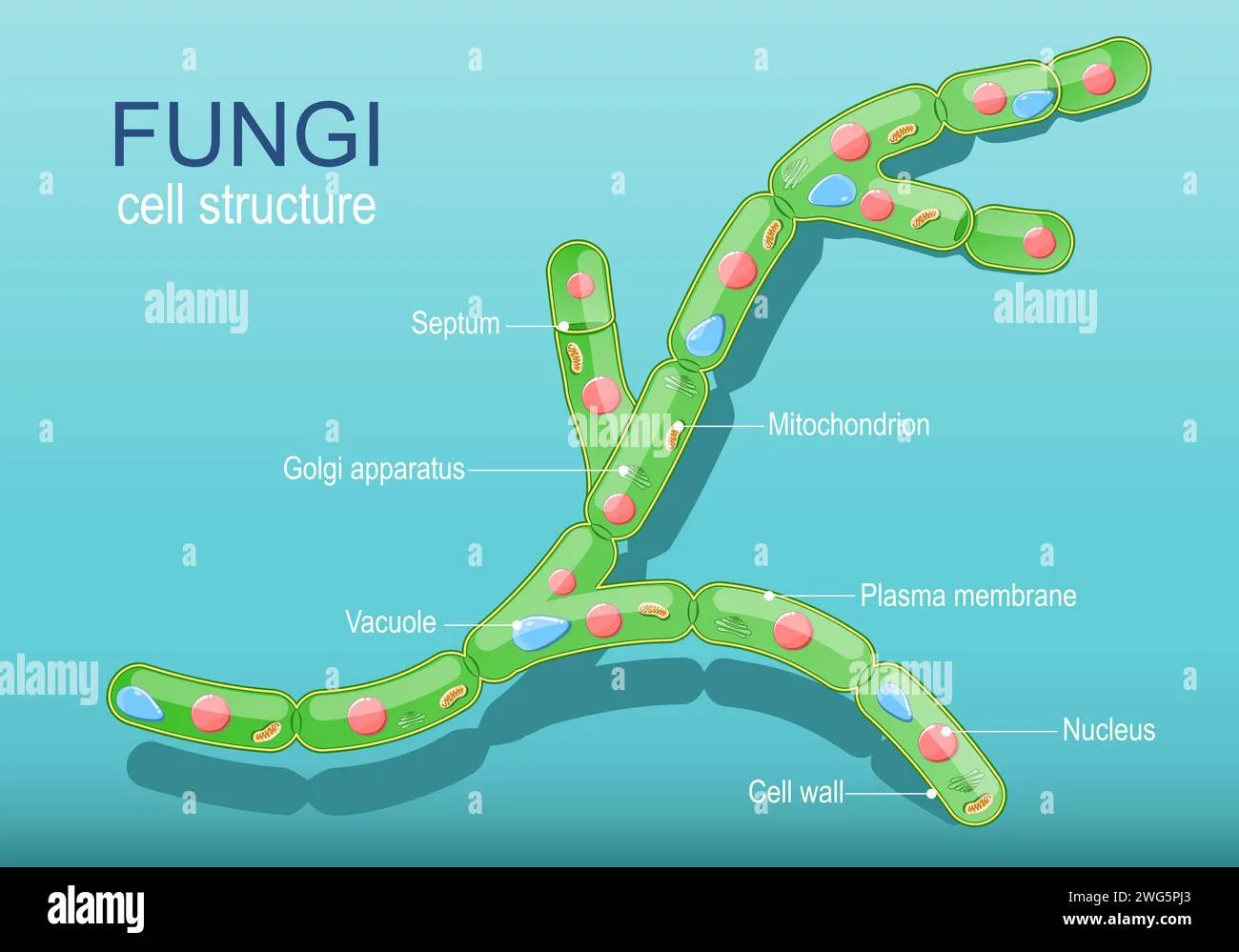 Anatomy Of Typical Fungi Cell Fungal Hyphae And Cell Structure Vector Diagram Stock Vector