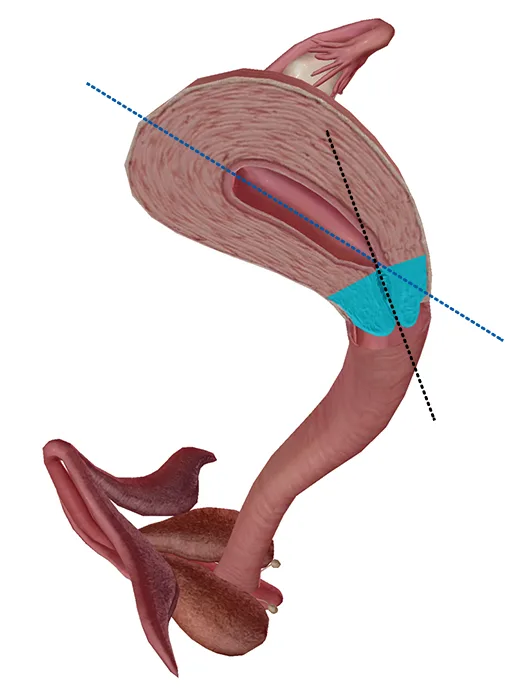 Anatomy Physiology 4 Facts About The Cervix