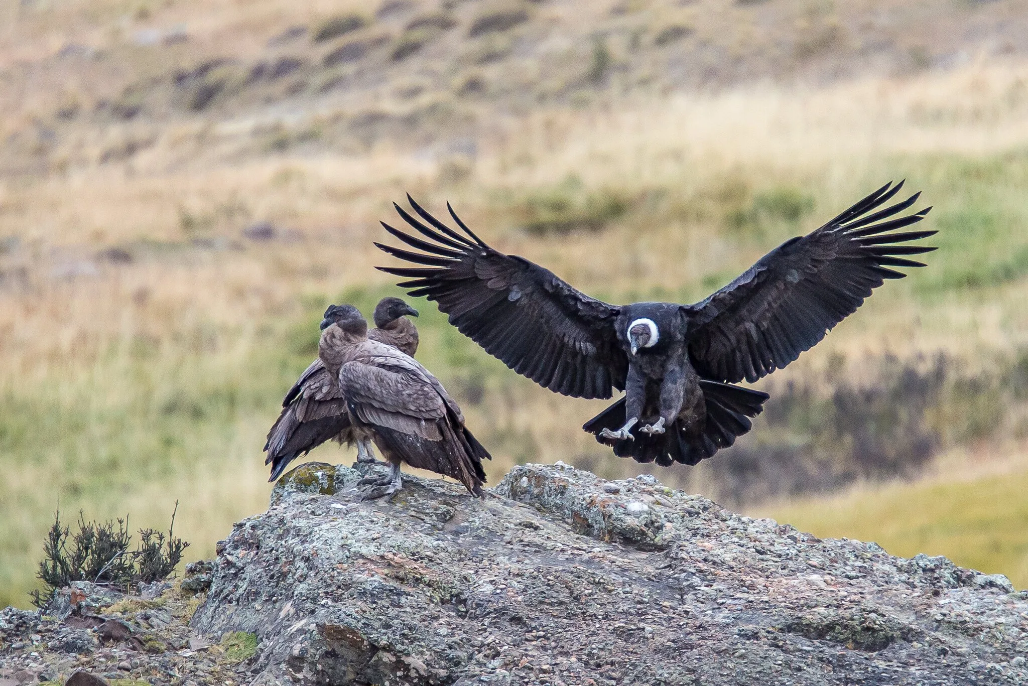 Andean Condor Size