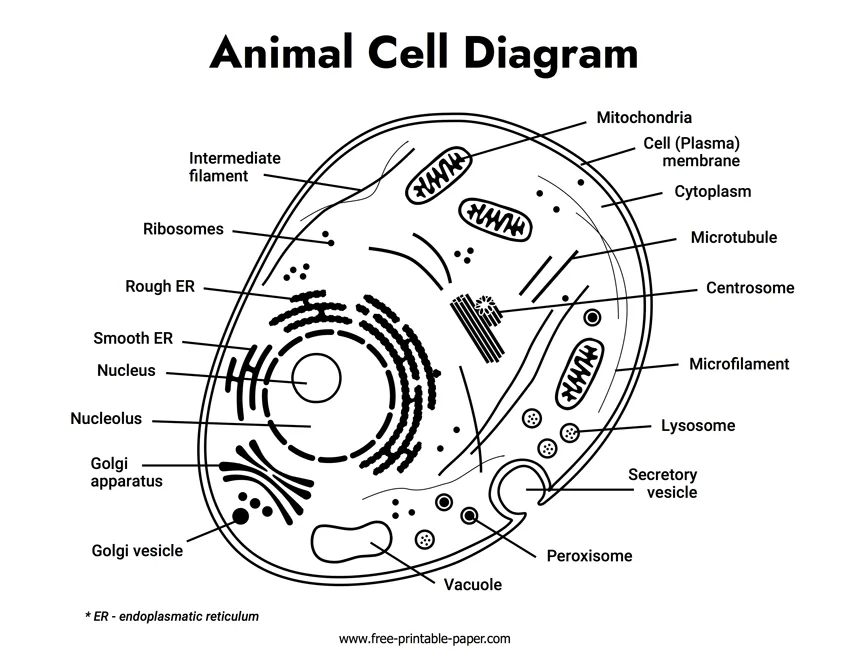 Animal Cell Diagram