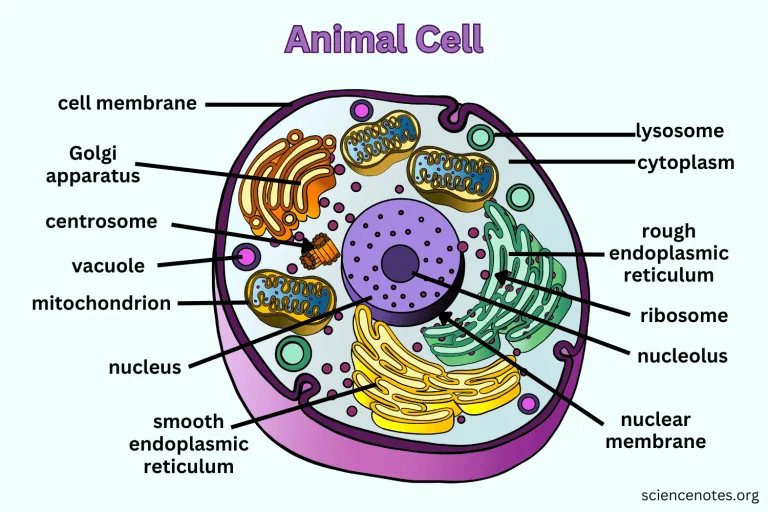 Animal Cell Diagram Organelles And Characteristics
