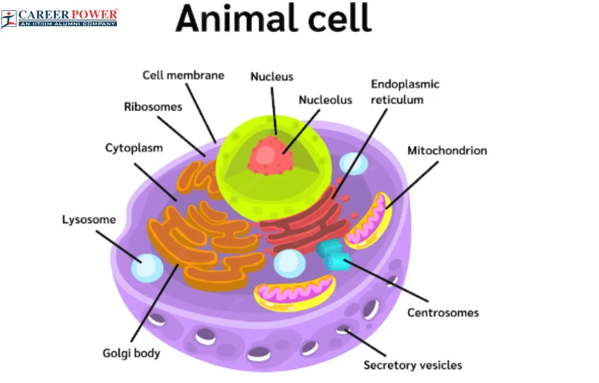 Animal Cell Diagram Structure Parts Definition And Fu