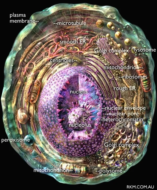Animal Cell Diagram With Labels By Russell Kightley Media