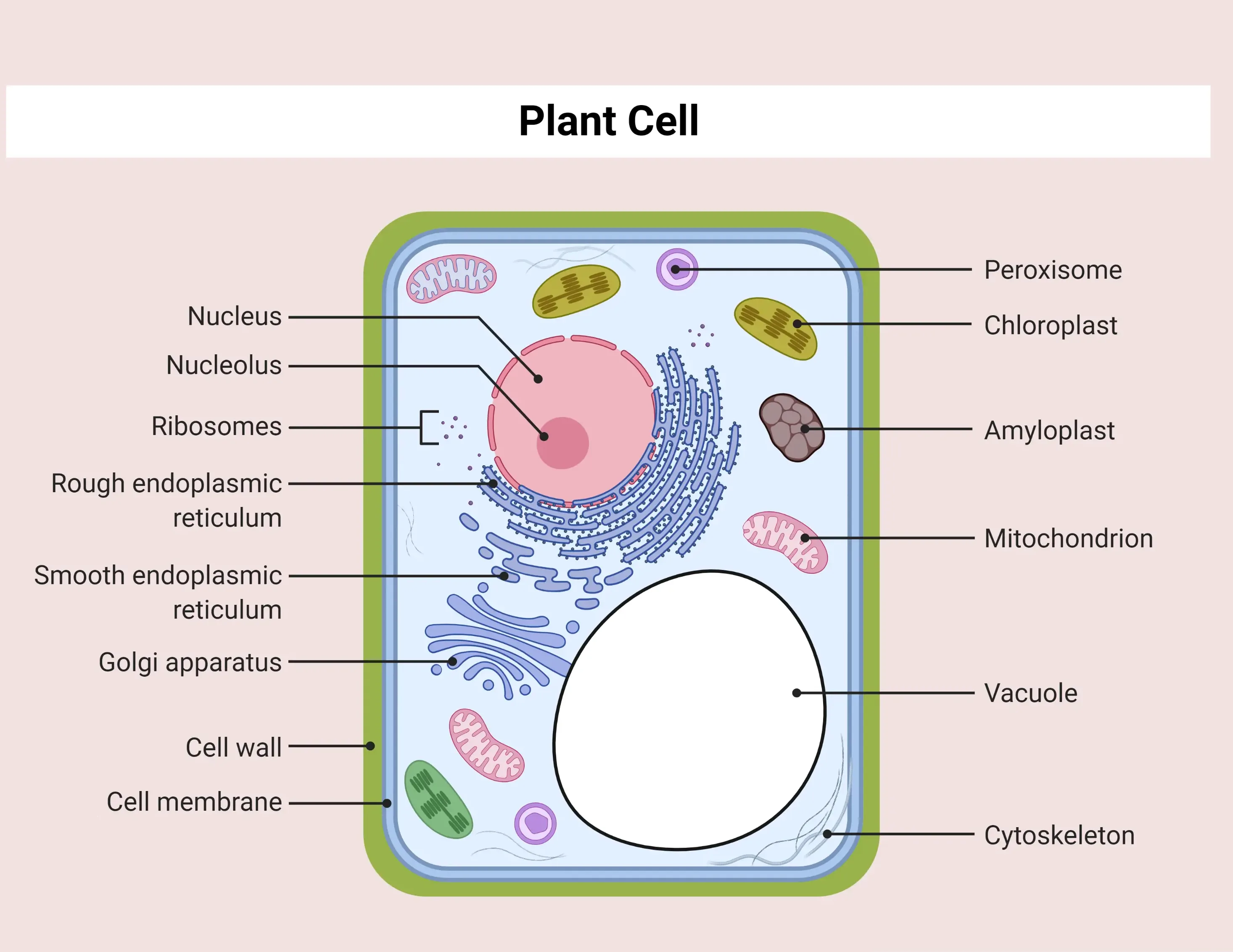Animal Cell Structure Cytoskeleton