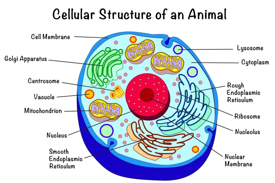 Animal Cell Structure