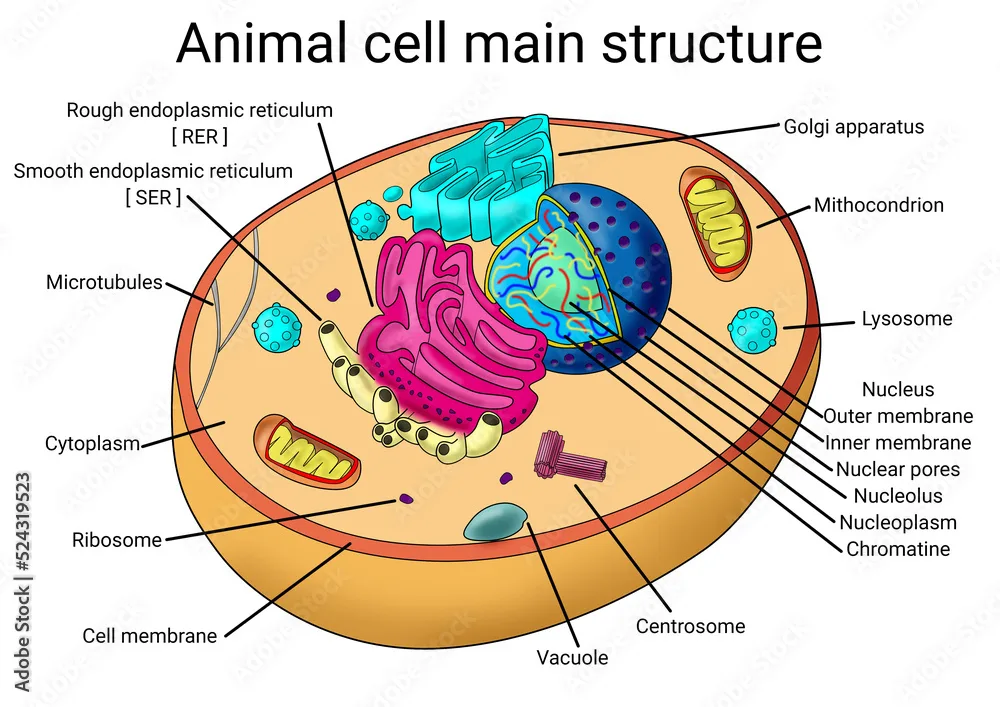 Animal Cell Structure