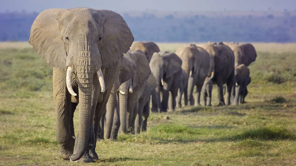 Animal News Feature And Articles Live Science