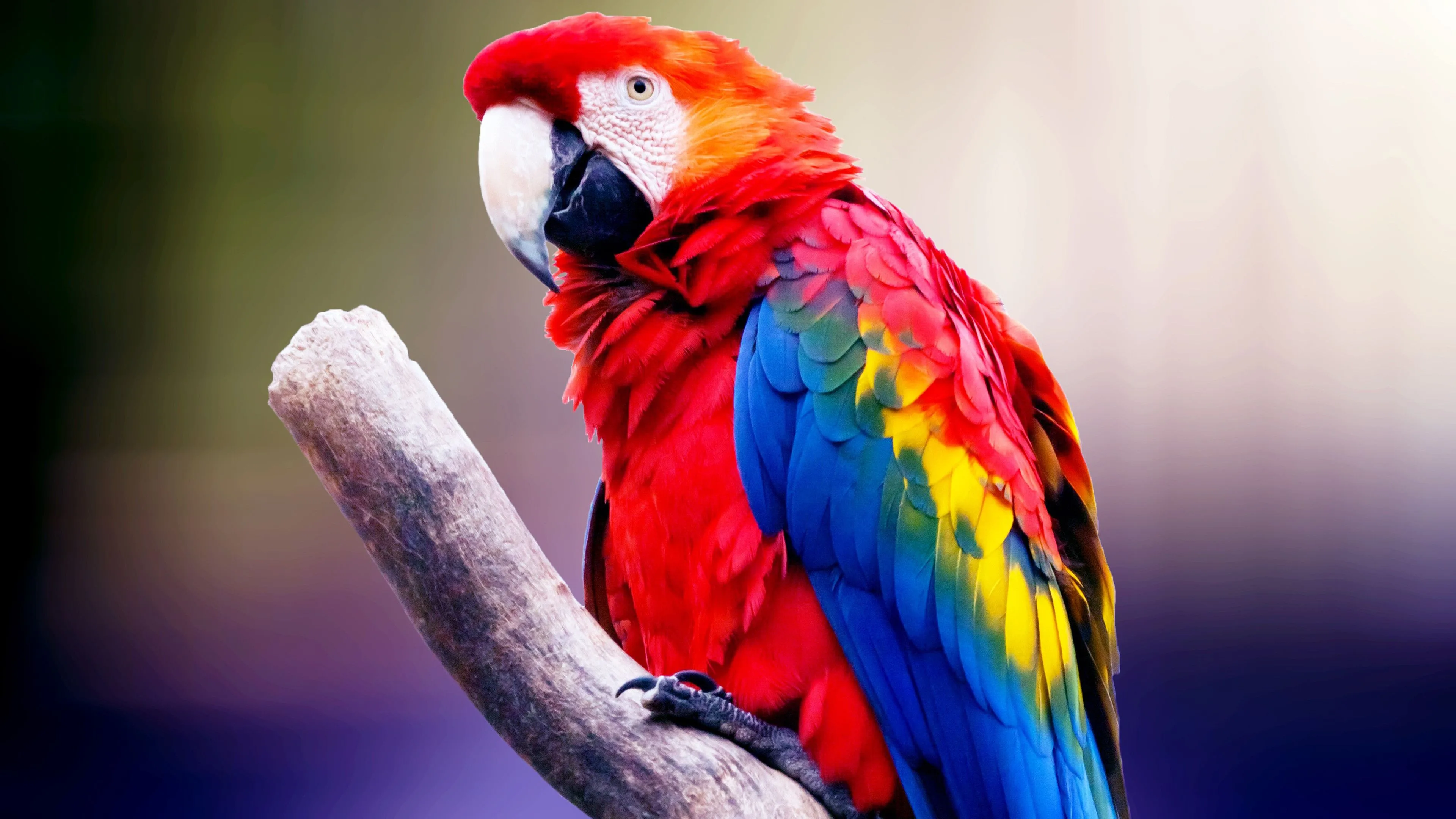 Animal Parrot Hd Wallpapers Wallpaper Cave