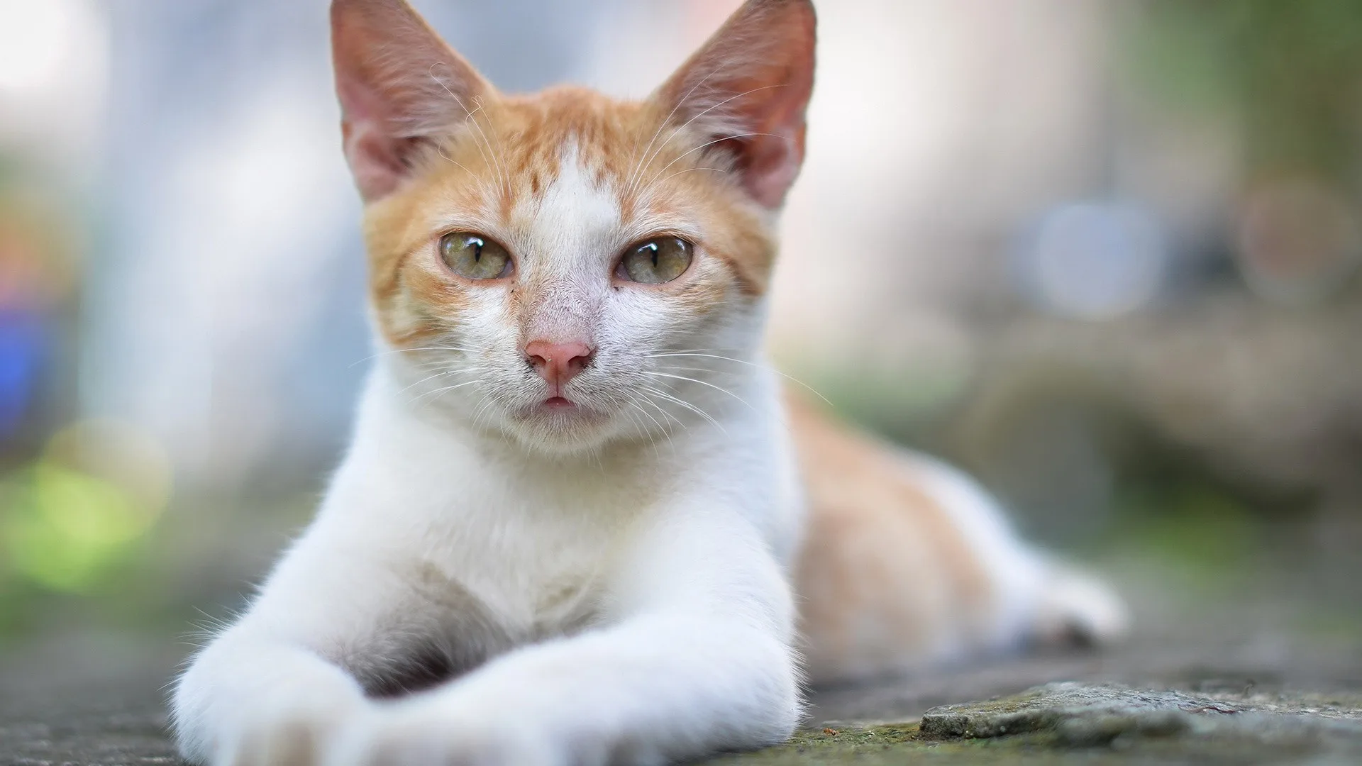 Animals Cat Wallpapers Hd Desktop And Mobile Backgrounds