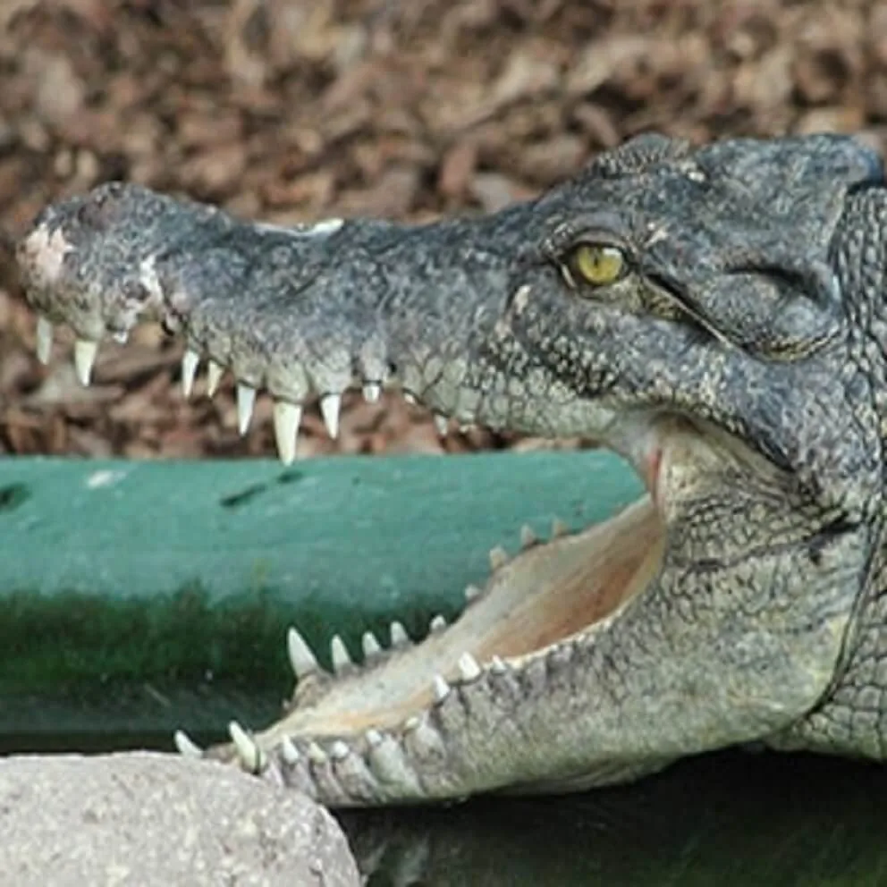 Animals Crocodiles Of The World