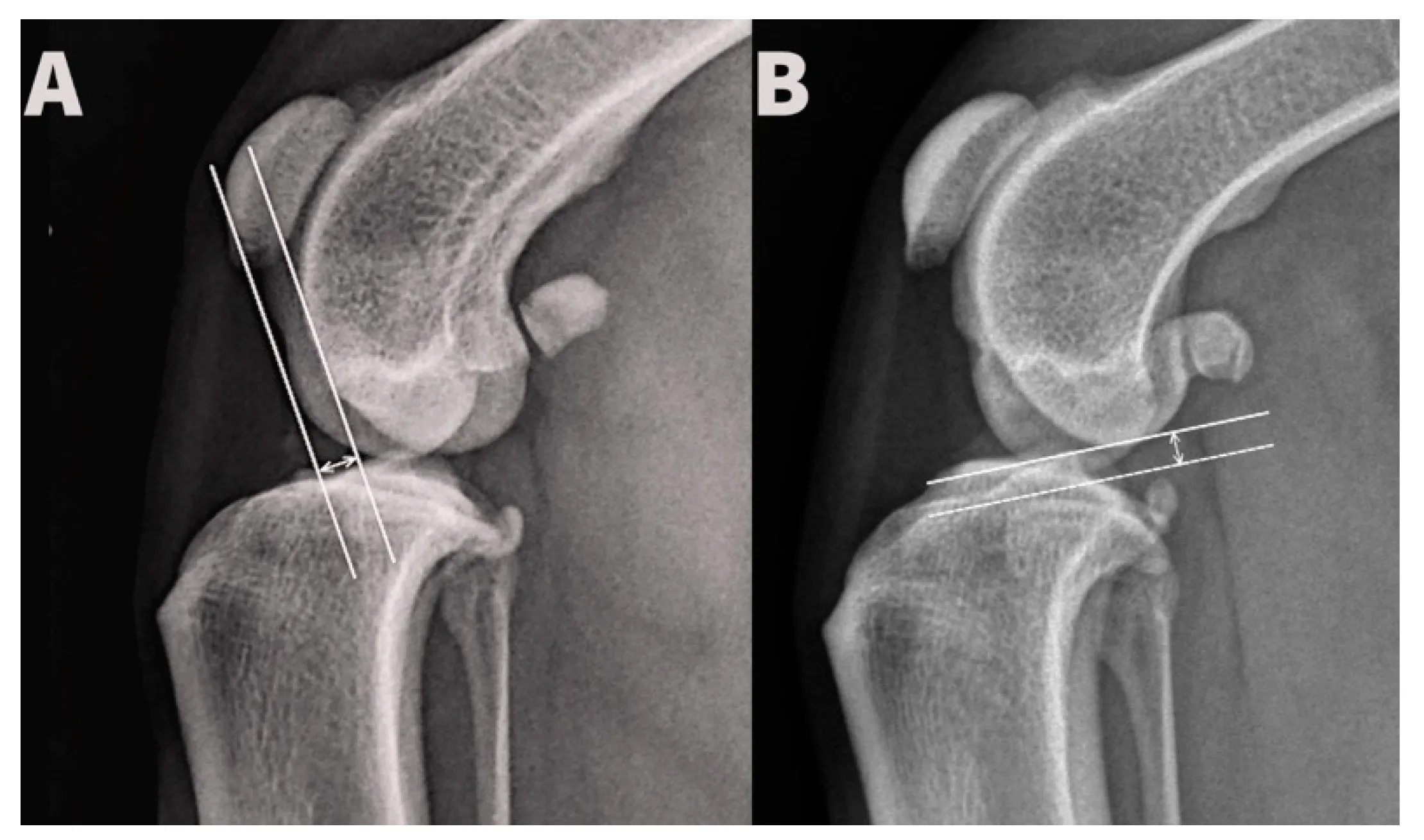 Animals Free Full Text The Effect Of Femur Positioning On Measurement Of Tibial Plateau